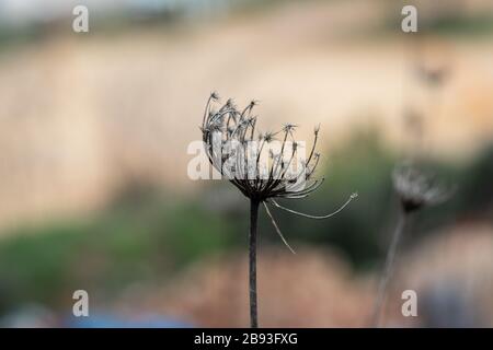 Daucus Carota maximus blüht trockenen, verschwommenen Hintergrund. Stockfoto