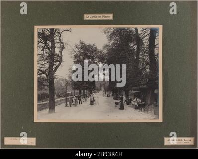 Der Gang. Gartenanlagen, 5. Bezirk, Paris. Séeberger Frères. 'L'allée centrale. Jardin des plantes, 5 ème, Pariser Viertel. Tirage au gélatino-bromure d'argent. En 1906-09-1906-09. Paris, musée Carnavalet. Stockfoto