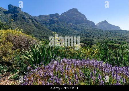 Schöne malerische Aussicht über Kirstenbosch botanische Gärten in Richtung des Teufelsspitzen Tafelberg Nationalpark Kapstadt Südafrika Stockfoto