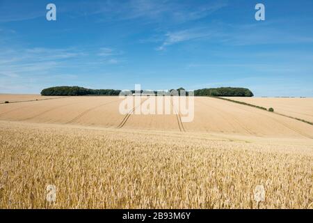 Ein reifes Weizenfeld, das in den Yorkshire Wolds geerntet werden kann, mit grünen Wäldern und einer Wharram Percy Farm am Horizont Stockfoto
