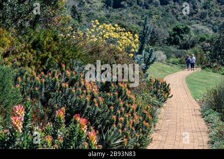 Ein Paar, die in den botanischen Gärten von Kirstenbosch spazieren gehen und die Landschaft und exotische Pflanzen und bunte Fynbos genießen, selektiver Fokus Kapstadt Südafrika Stockfoto