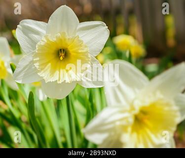 Eisfalten blühen im Heimatgarten. Stockfoto