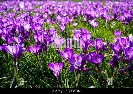 Leuchtende violette Krokusblüten auf einer üppigen grünen Wiese. Die Sonne scheint von hinten durch die Blumen. Genießen Sie die ersten Frühlingsblumen, positive Stimmung Stockfoto