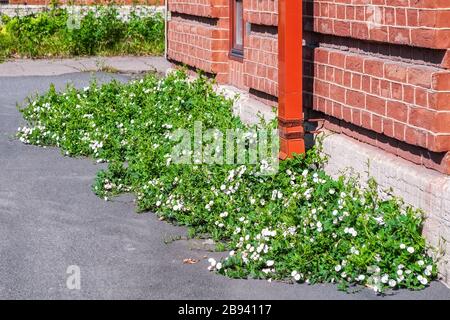 Weiße Blumen wachsen auf dem Asphalt im Stadthof an einem heißen Sommertag. Stockfoto