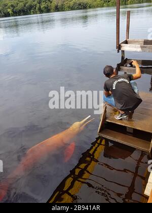 Rosa Delfine in der Stadt Manaus Amazonas Hauptstadt in Brasilien Stockfoto