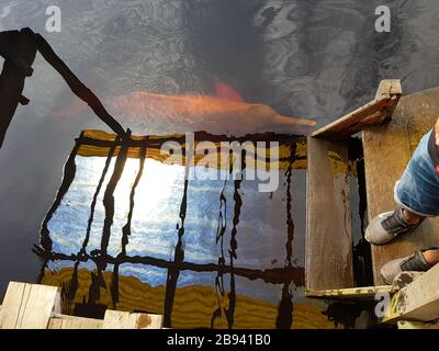 Rosa Delfine in der Stadt Manaus Amazonas Hauptstadt in Brasilien Stockfoto