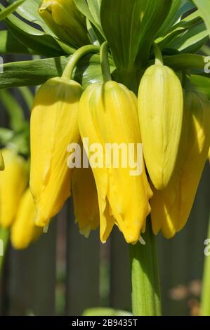 Yellow Crown kaiserliche Blütenknospen in der Frühlingssonne Stockfoto