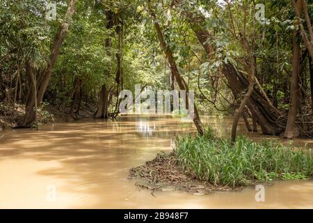 Flüsse und Bäche im Inneren des Amazonas in Manaus Brasilien Stockfoto
