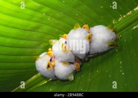 Eine roostende Kolonie der honduranischen weißen Fledermaus (Ectophylla alba) schoss in La Selva Reserve, Costa Rica Stockfoto