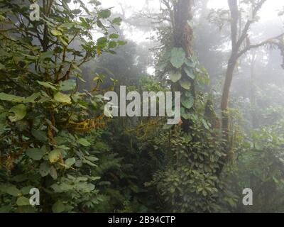 Baumkronenwald in Monteverde, Costa Rica Stockfoto