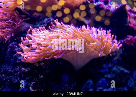 Hell erleuchtete Seeanemonen, die auf Felsoberflächen in einem heimischen Aquarium wachsen. Die leuchtend gelben Tentakeln schwingen sanft in der Wasserströmung.Korallen in Stockfoto