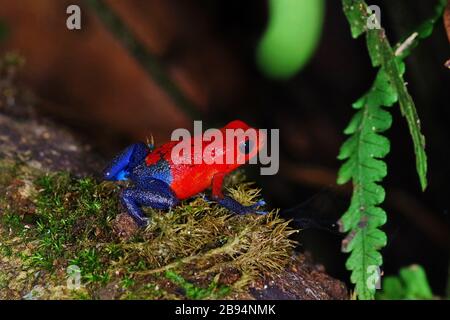 Der Erdbeergift-Dart-Frosch (Oophaga pumilio) aus Costa Rica Stockfoto