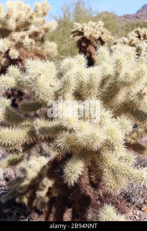 Nahaufnahme eines Teddybären, Cholla, Cactus in McDowell Sonoran Preserve, Scottsdale, Arizona, USA Stockfoto