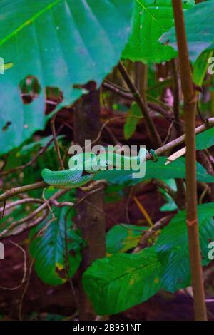 Wunderschön feister Bornean gekelter Pit Viper (Tropidolaemus subannulatus), im Wald kamafloutiert. Es handelt sich um eine venomöse Schlange, die auf ihre Beute wartet. Stockfoto