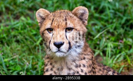 Nahaufnahme eines jungen Geparden, der Augenkontakt macht Stockfoto