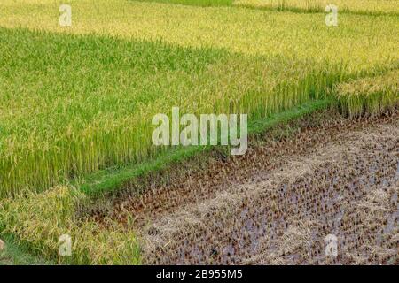 Paddy Field auf der Straße zwischen Anstyrabe und Antananarivo, Madagaskar Stockfoto