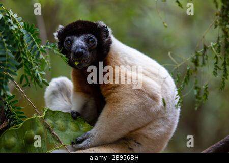 Bekrönter Sifaka-Lemur auf Madagaskar Stockfoto