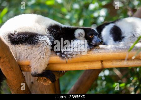 Schwarz-weiß-Zitronenlimur in Madagaskar Stockfoto