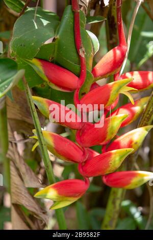 Heliconia rostrata, die hängende Hummerkralle oder der falsche Paradiesvogel Madagaskar. Stockfoto