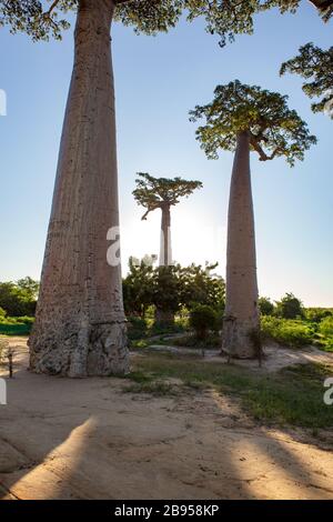 Allee der Baobabs in der Nähe von Morondava, Madagaskar Stockfoto