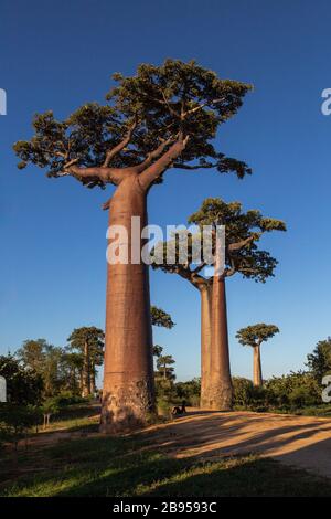 Allee der Baobabs in der Nähe von Morondava, Madagaskar Stockfoto