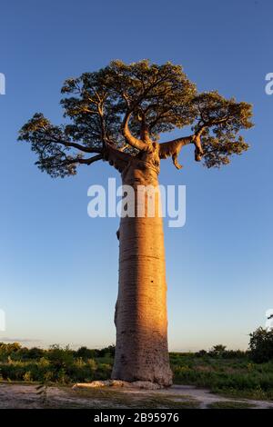 Allee der Baobabs in der Nähe von Morondava, Madagaskar Stockfoto