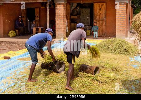 Handdreschreis in der Nähe von Ambositra, Madagaskar Stockfoto