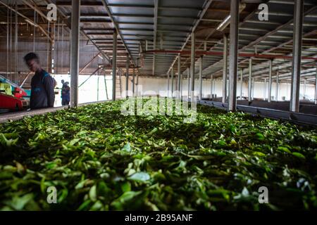 Fabrik für Teesammlung, Trocknung und Verpackung in Sahambavy, Madagaskar Stockfoto