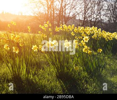Blick auf Narzissen in freier Wildbahn mit hellen Strahlen gelber Sonneneinstrahlung durch die Bäume Stockfoto