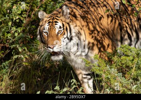 Sibirischer Tiger prowling bei Triple D in Montana Stockfoto