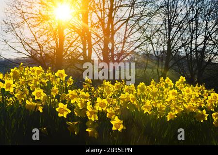 Niedrige Sicht auf Narzissen in einem Feld mit wenig hellen Strahlen gelber Sonneneinstrahlung, die durch die Bäume scheinen Stockfoto