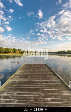 Blick auf das Südufer der Bucht von Töölönlahti am frühen Morgen. Eine Gruppe von Barnacle-Gans, Branta Leucopsis. Helsinki, Finnland Stockfoto