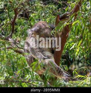 Koala (Phascolarctos cinereus), oft als Koala-Bär bezeichnet, schläft in einem Baum. Stockfoto