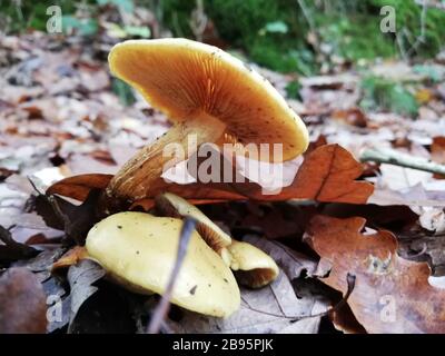Pilze im Wald im Herbst Stockfoto
