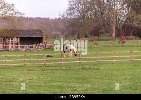 Das schöne Pferd durchstreift das Feld. Stockfoto