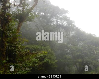 Baumkronenwald in Monteverde, Costa Rica Stockfoto