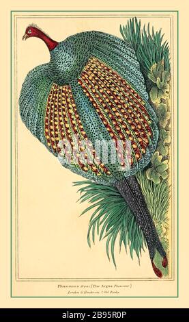 Klassische lithografische 1830er Jahre PHASIANUS Argus Pheasant Naturgeschichte der Tiere. Lithographische Platten. London G. Henderson 1834-1837. Stockfoto