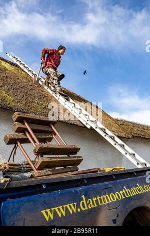 Strohdach, Dach, Reparatur, Bauernhof, Bauindustrie, Arbeiten, Dachdecker, Gebäude - Aktivität, Handarbeiter, Weide, Stockfoto