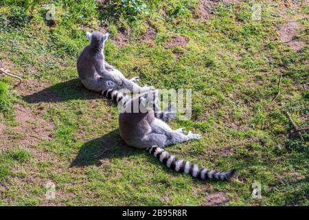 Lemuren, die sich in der Sonne abkühlen, bei gutem Wetter genießen Stockfoto