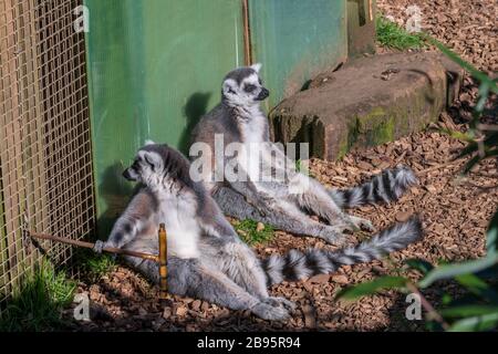 Lemuren, die sich in der Sonne abkühlen, bei gutem Wetter genießen Stockfoto