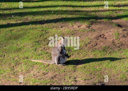 Känguru und ihr Baby in der Tasche Stockfoto