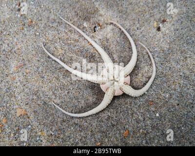 Brüchiger Stern, Schlangenstern, Ophiuroide am Strand von Ostende Stockfoto