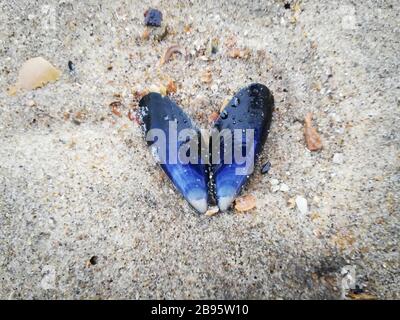 Blaue Miesmuschel auf dem Sand Stockfoto