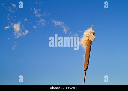 Reifer Dorn des gemeinen Bulrush, der flauschige Achänen gegen einen blauen Himmel freisetzt Stockfoto