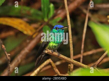 Golden-tailed Sapphire (Chrysuronia oenone josephinae) Erwachsener männlich thront auf Twig Arena Blanca Private Reserve, Peru Februar Stockfoto