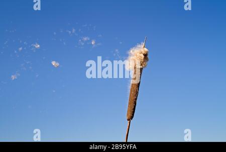 Reifer Dorn des gemeinen Bulrush, der flauschige Achänen gegen einen blauen Himmel freisetzt Stockfoto