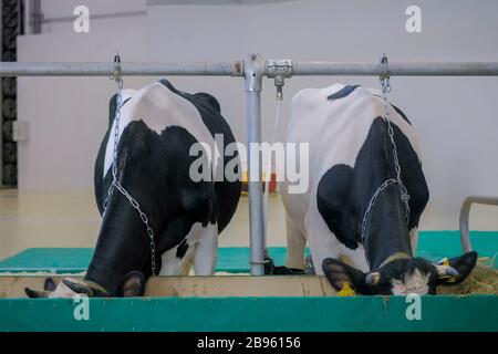 Zwei Kühe melken Heu essen an landwirtschaftlichen Tier Ausstellung, Messe Stockfoto