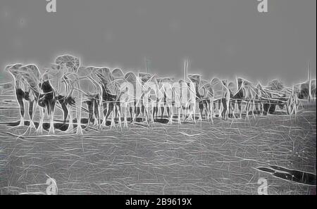 Negativ - Camel Team & Wagon, Kalgoorlie, Western Australia, um 1910, EIN großes Kamelteam in Kalgoorlie, Western Australia, Joch drei abreast, einen Wagen ziehen. Datiert auf ca. 1910. Die Kamele und ihre Kamele trugen mit zum Transport von Lieferungen für die Bergbau- und Schafsindustrie ins Landesinnere bei, unterstützten den Bau der Overland Telegraph Line, der Canning Stock Route, der großen Zaunlinien und der Trans-Australia und Central Australian Eisenbahnen. Sie trugen Rohrabschnitte für, Reimagined von Gibon, Design von warmen fröhlich glühen von Helligkeit und Lichtstrahlen Ausstrahlung. Klassische Kunst neu erfunden mit einem modernen Twist Stockfoto