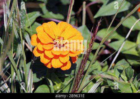 Leuchtend orangefarbene, marigalte Blume mit vielen grünen Blättern und einigen kleineren gelben Blumen in einem Nahfarbenbild. Lebhaft und bunt. Stockfoto