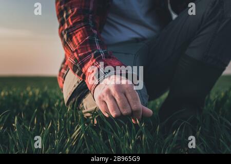 Farmer, der Weizenpflanzen auf dem Weizenrasenfeld untersucht, Nahaufnahme der Hand, die grüne Getreidesprossen berührt, selektiver Fokus Stockfoto